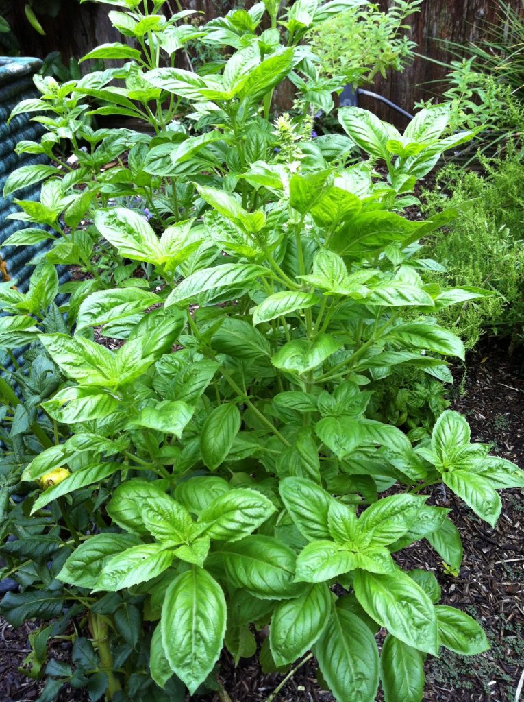 Perfect for making Bruscheta, Basil plant grows lush in Houston, Texas