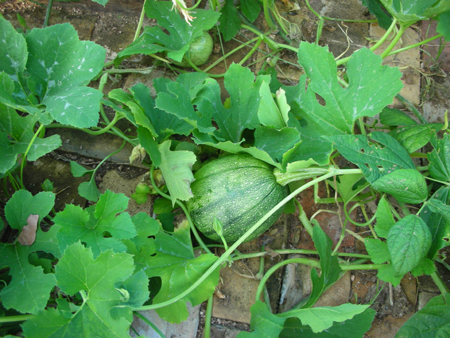 Tatuma is an heirloom squash, native to Mexico, used in Chicken Poached in Garlic-Cumin Broth