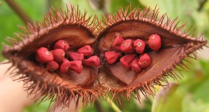 The annato seed pods make an Achiote paste for stewed green beans.