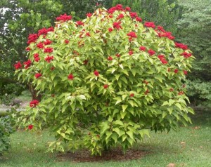 Annato tree, the buds make Achiote for Yucatán recipes