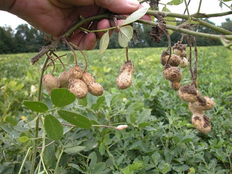 Peanut plant is native to South America and is called "cacahuate" in Mexico