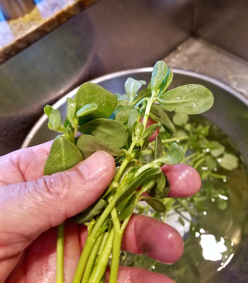 Verdolaga, purslane, is crisp and delicious, picked within the first two weeks.