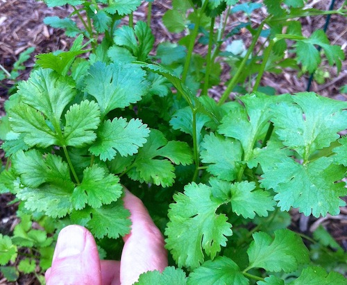 Grow cilantro in your garden. It is an annual herb and profusely aromatic.