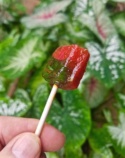Watermelon lollipop with Chamoy garnishes the watermelon cocktail, "Chicano 40" 