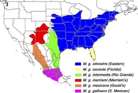 The Texas Mexican Turkey was domesticated in the green area