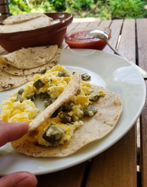 Cactus With Egg Taco, Nopalitos Con Huevo, best with fresh corn tortillas and fresh cactus paddles